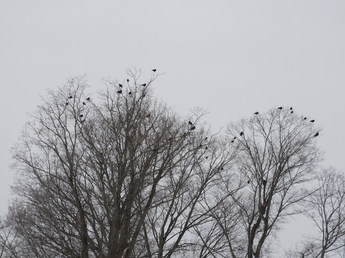 American Crow - ML614572049