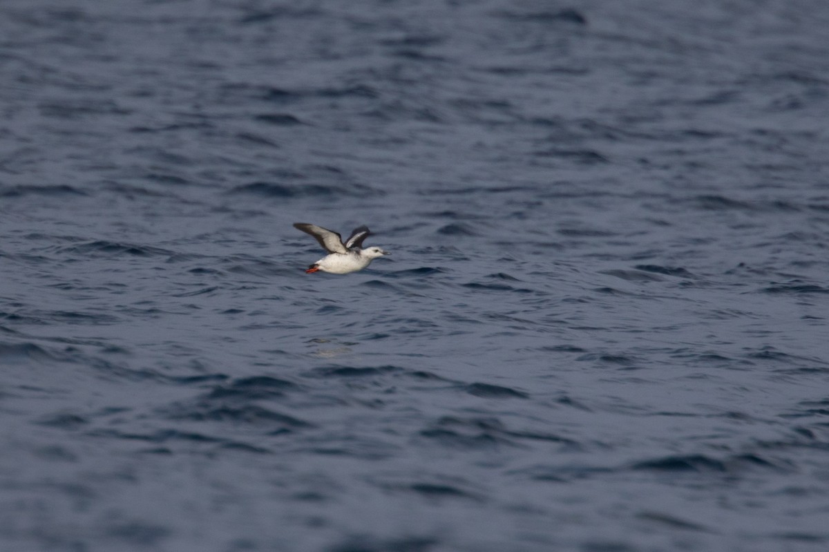 Black Guillemot - ML614572115