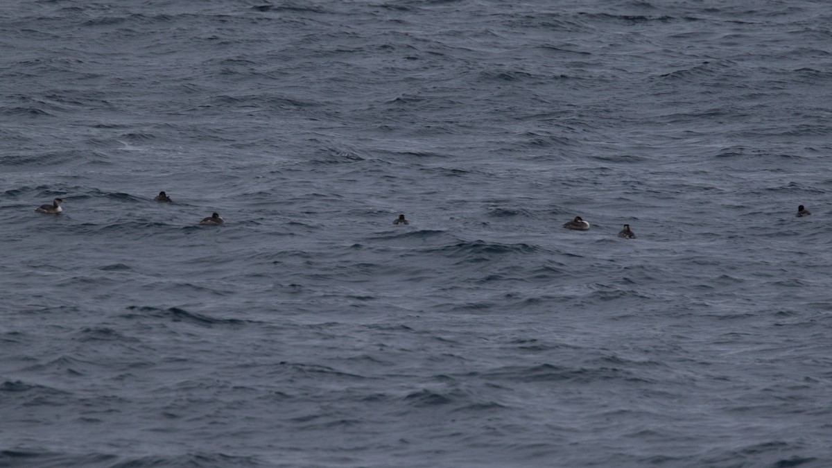 Red-necked Grebe - ML614572134