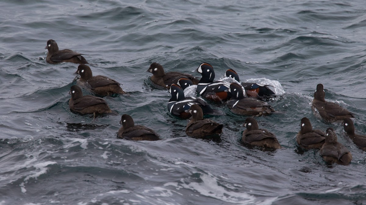 Harlequin Duck - ML614572140