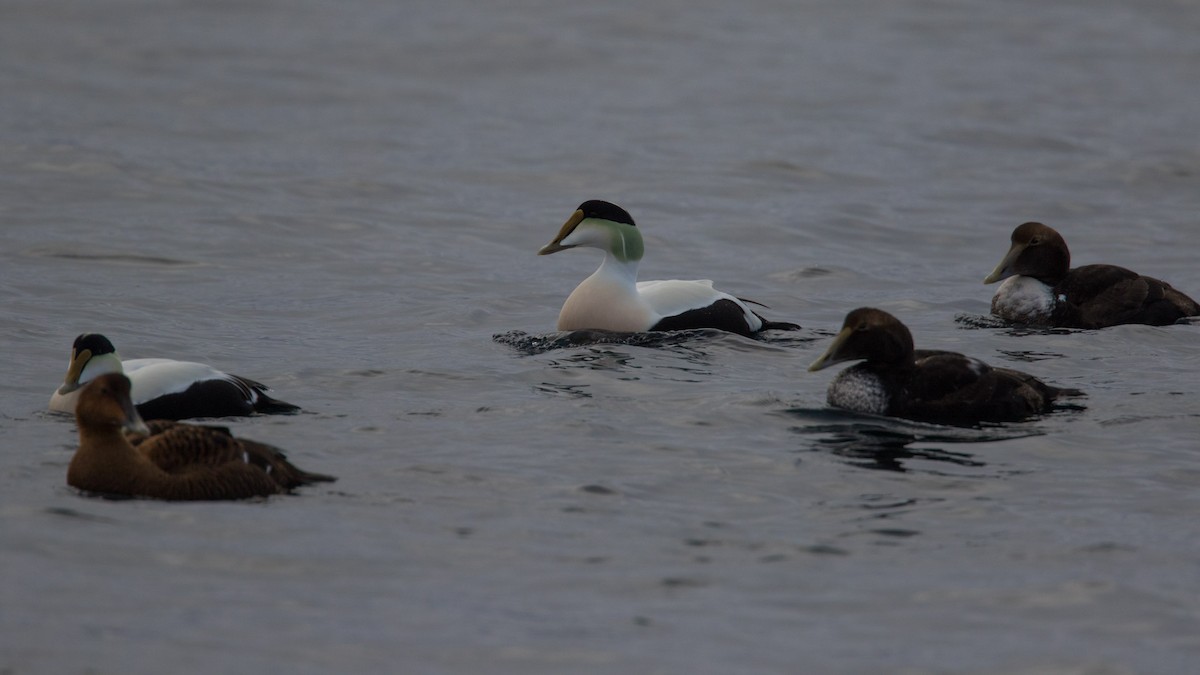 Common Eider - Detcheverry Joël