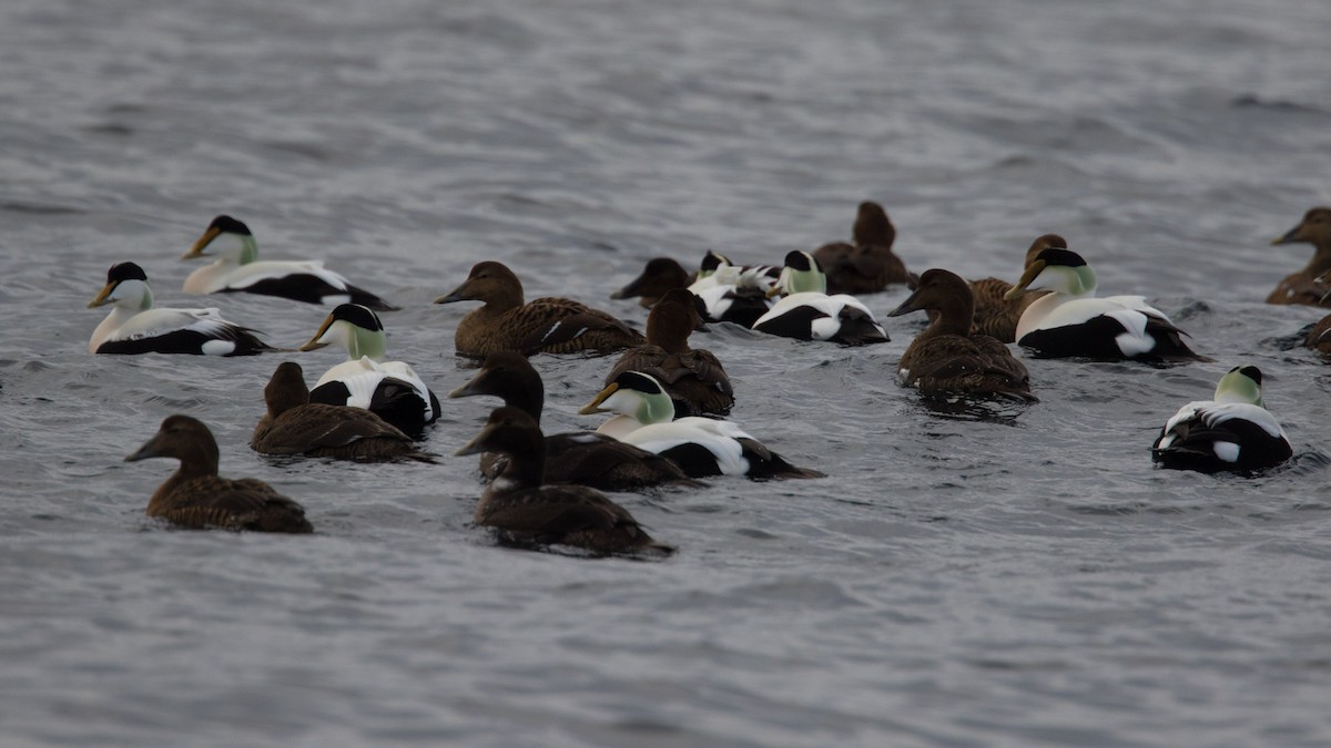 Common Eider - ML614572149