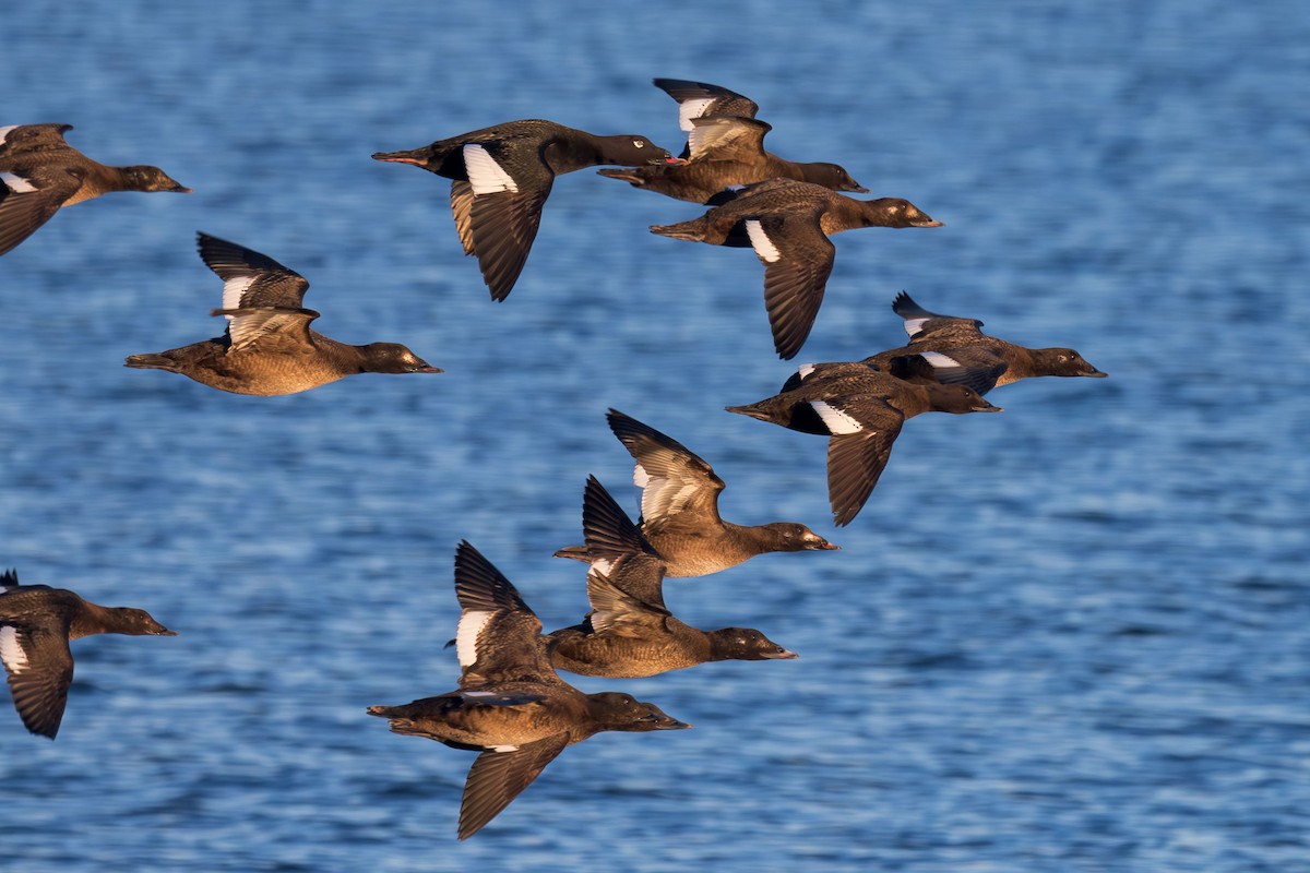 White-winged Scoter - ML614572251