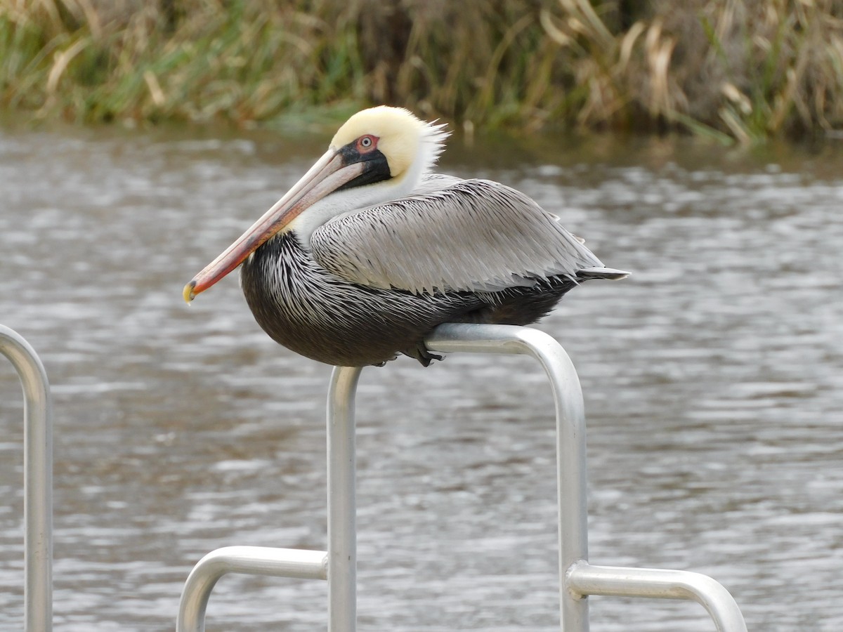 Brown Pelican - ML614572273