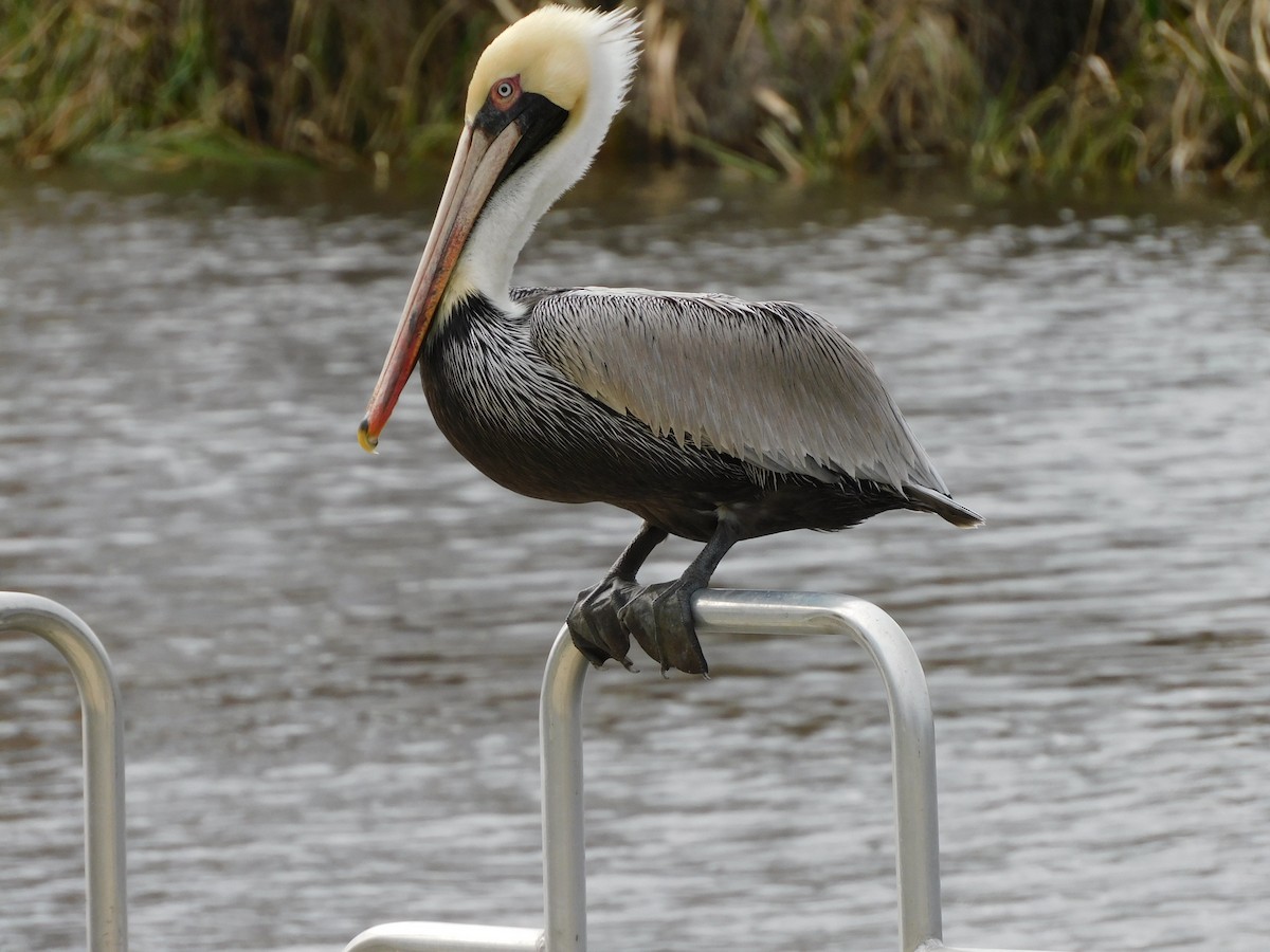 Brown Pelican - ML614572274