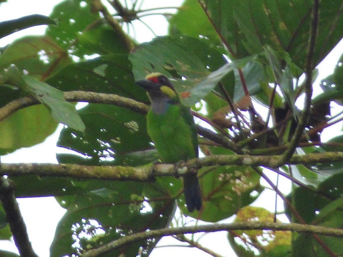 Gold-whiskered Barbet (Gold-faced) - Barry Reed