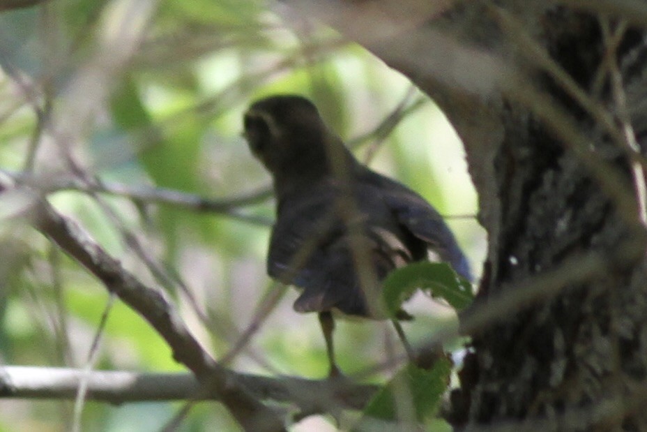 Northern Waterthrush - ML614572362