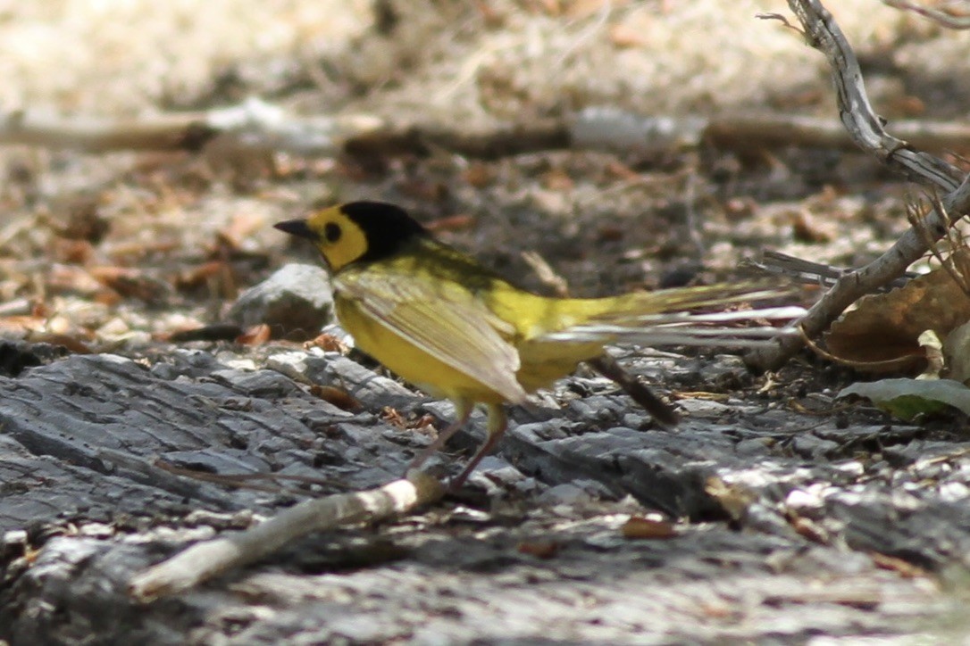 Hooded Warbler - ML614572464