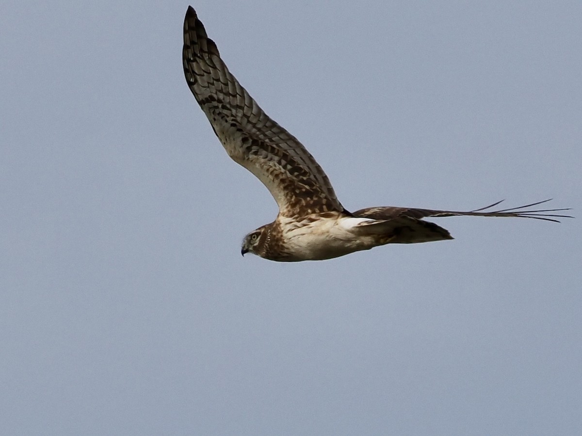 Northern Harrier - ML614572474