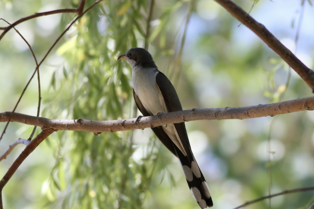 Yellow-billed Cuckoo - Dan Maxwell