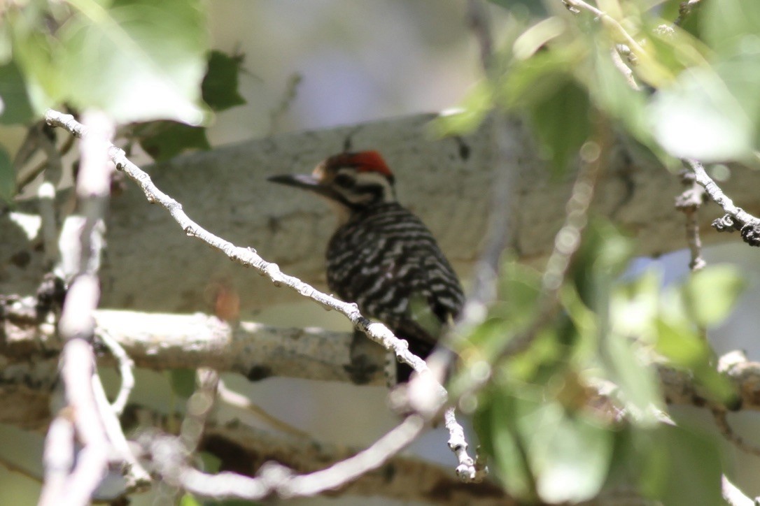 Ladder-backed Woodpecker - ML614572499