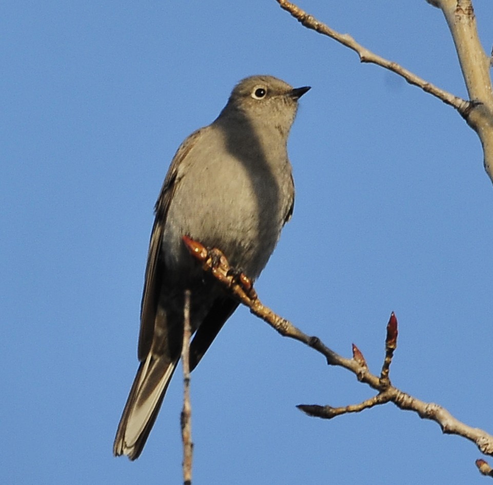 Townsend's Solitaire - ML614572500