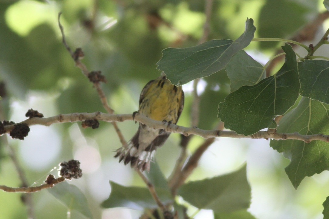 Magnolia Warbler - Dan Maxwell