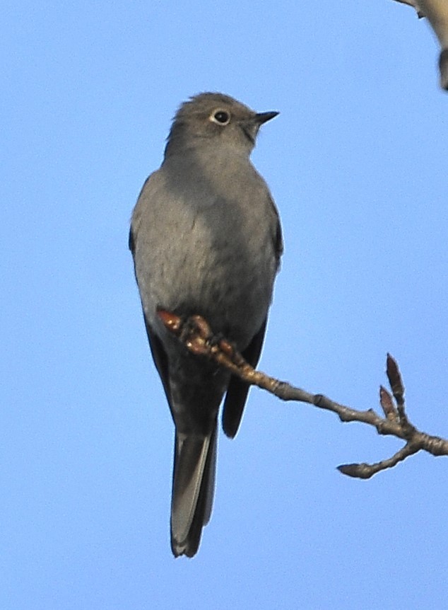 Townsend's Solitaire - ML614572508