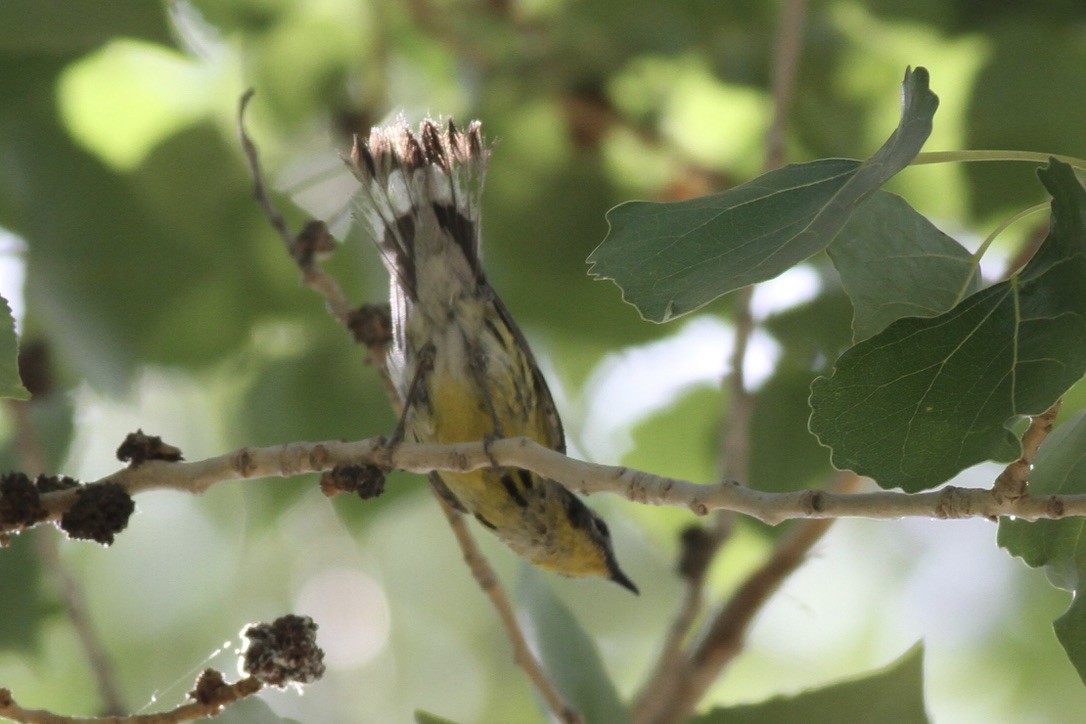 Magnolia Warbler - ML614572514