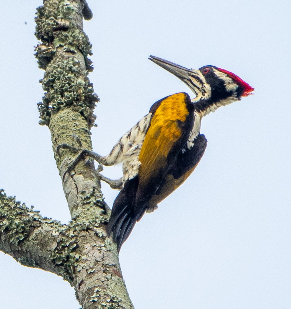 White-naped Woodpecker - ML614572613