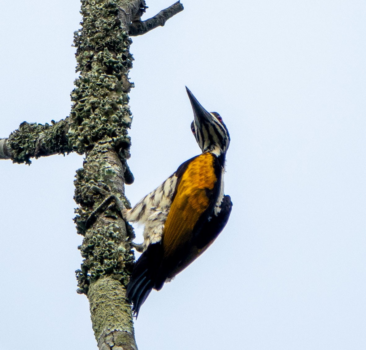 White-naped Woodpecker - ML614572614