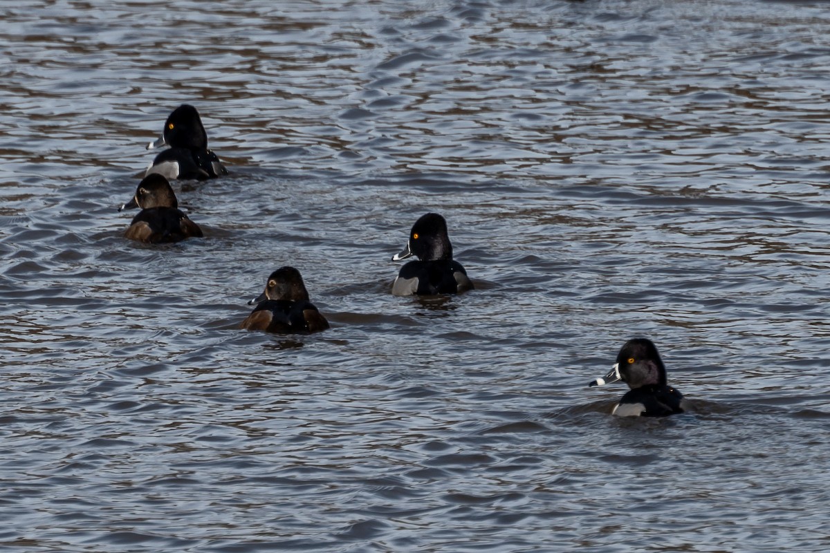 Ring-necked Duck - ML614572637