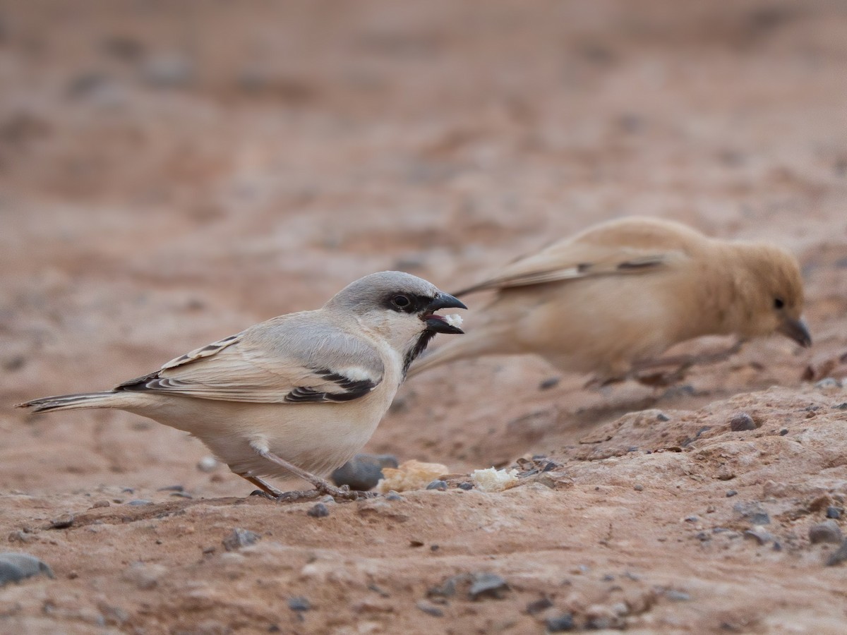 Desert Sparrow - Peter Carlsson