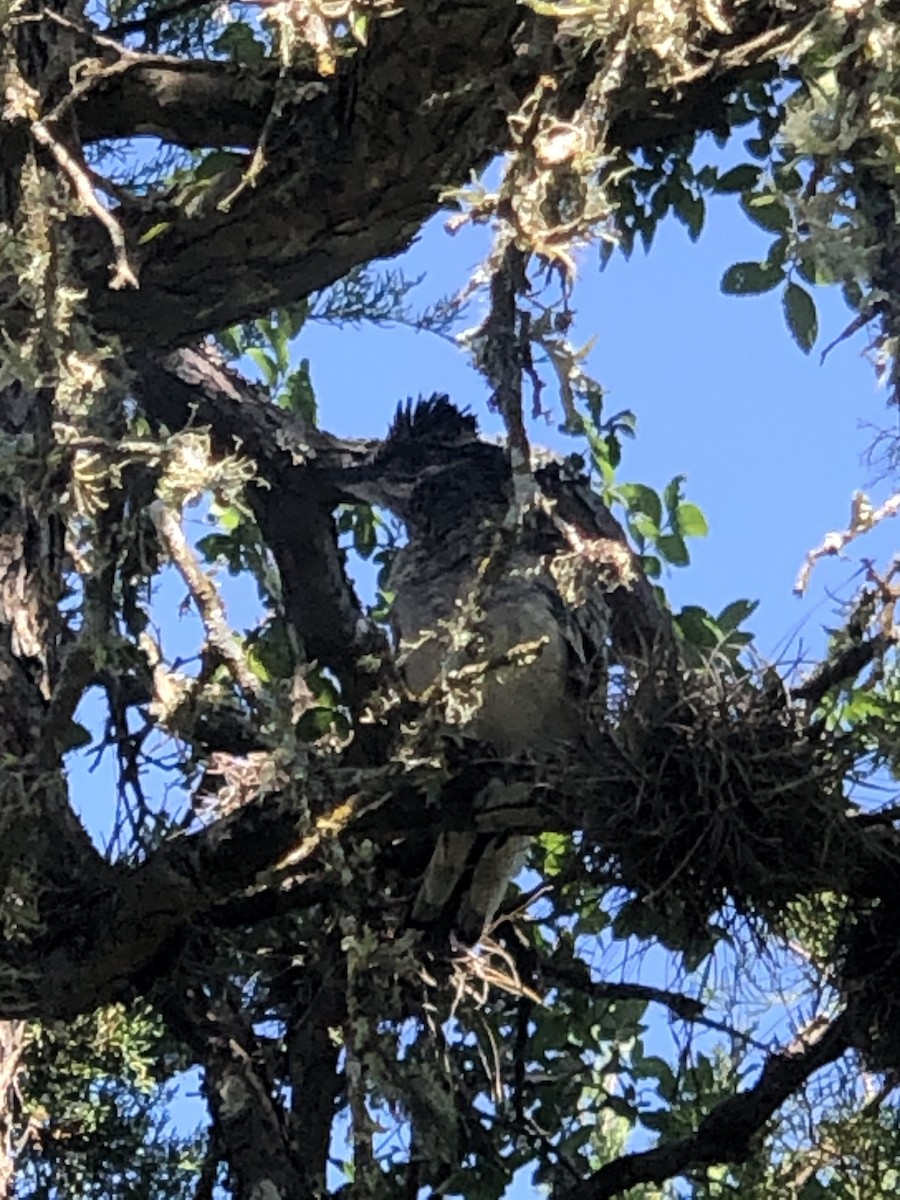 Greater Roadrunner - ML614572648