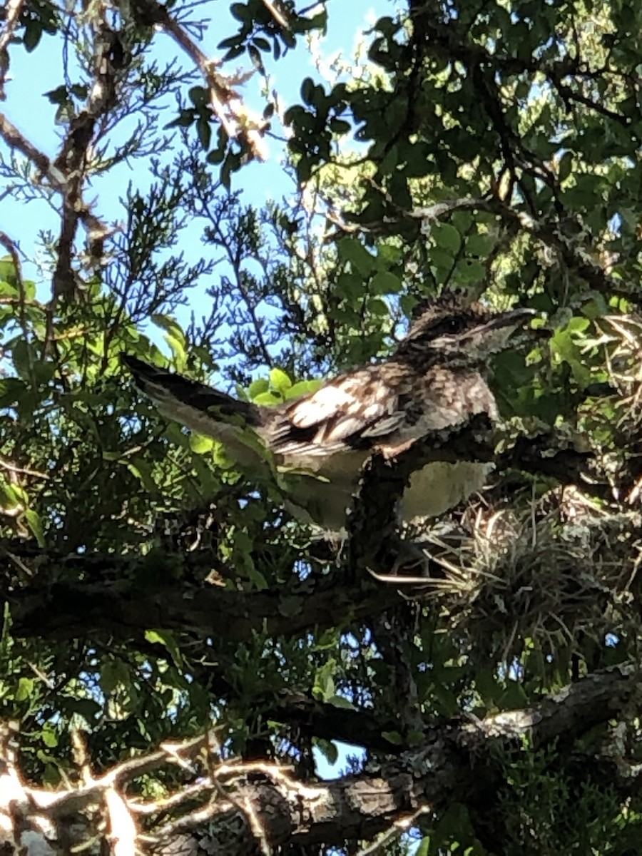 Greater Roadrunner - ML614572649