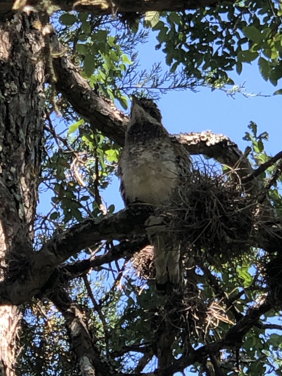 Greater Roadrunner - ML614572650