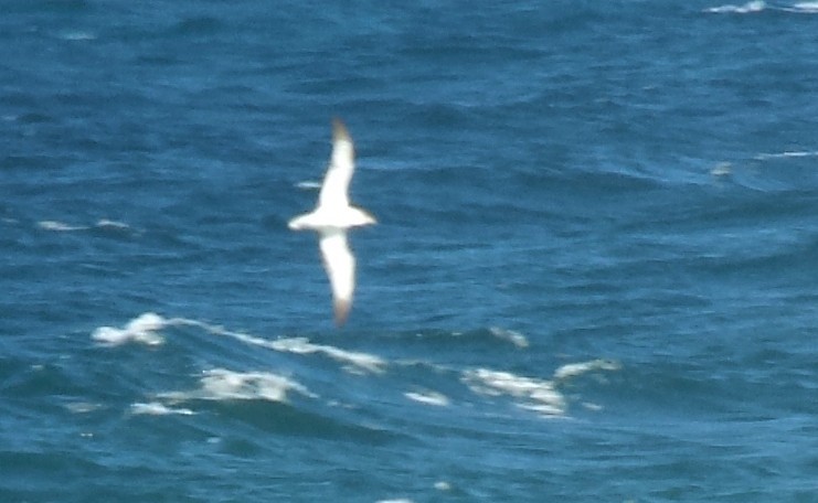 Cory's Shearwater - ML614572652