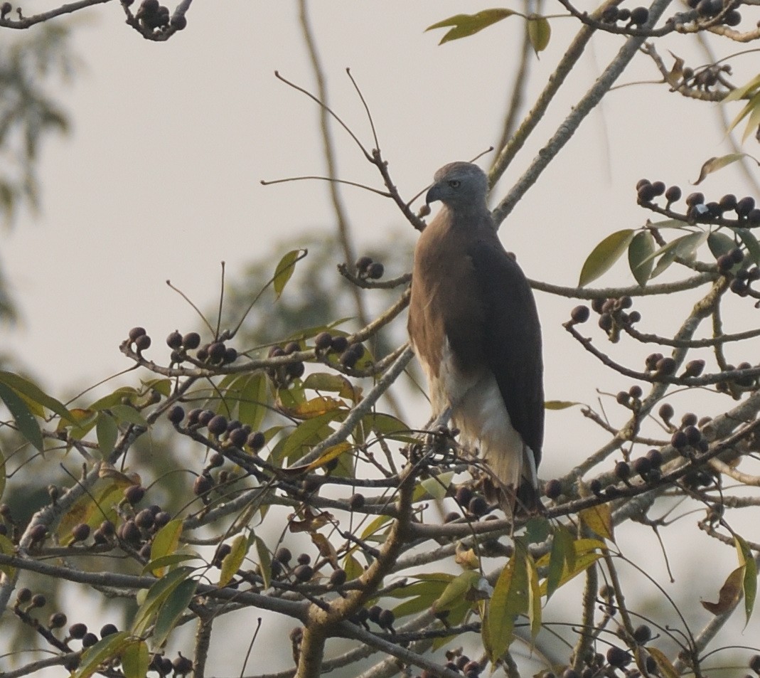 Gray-headed Fish-Eagle - ML614572760