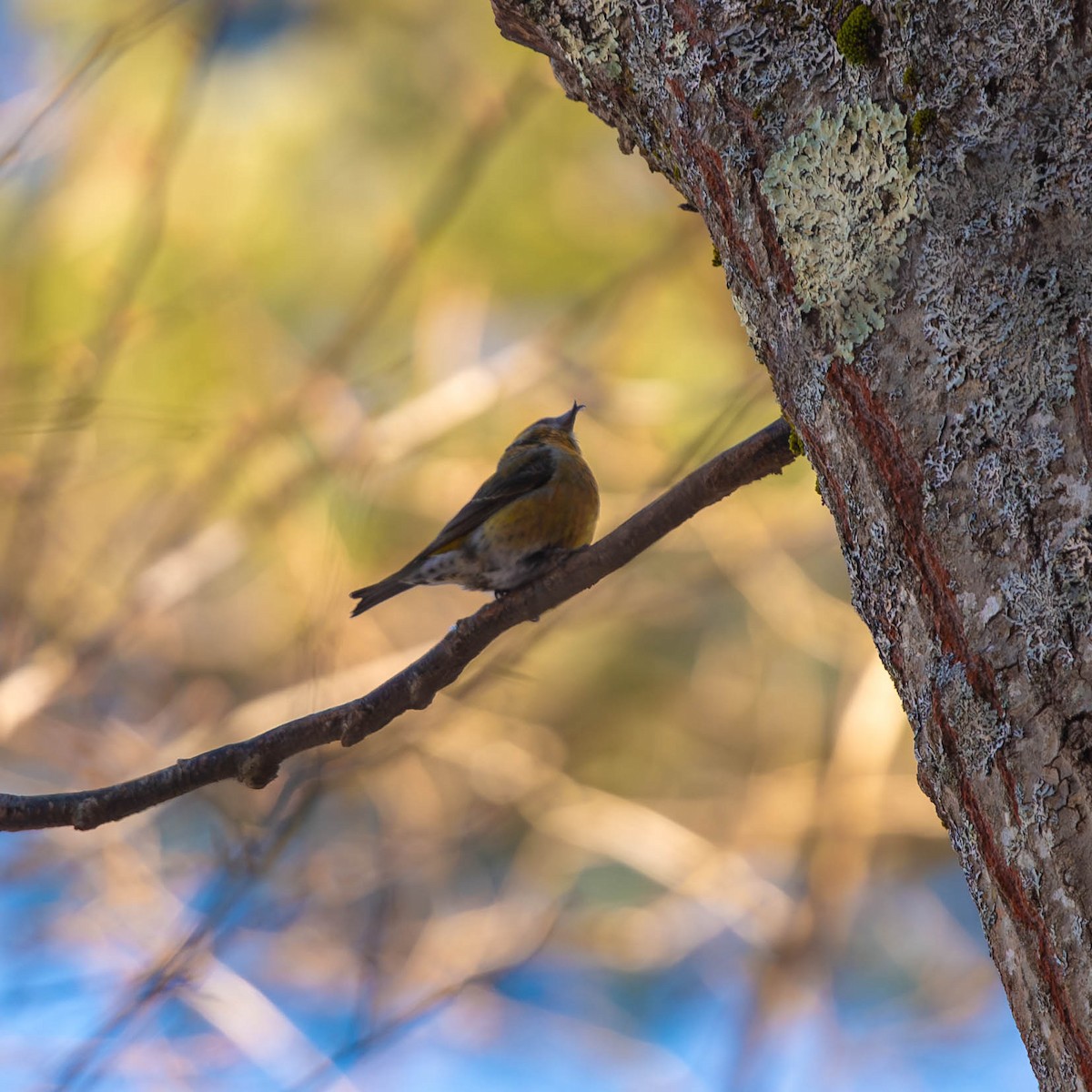 Red Crossbill - Scott Beattie