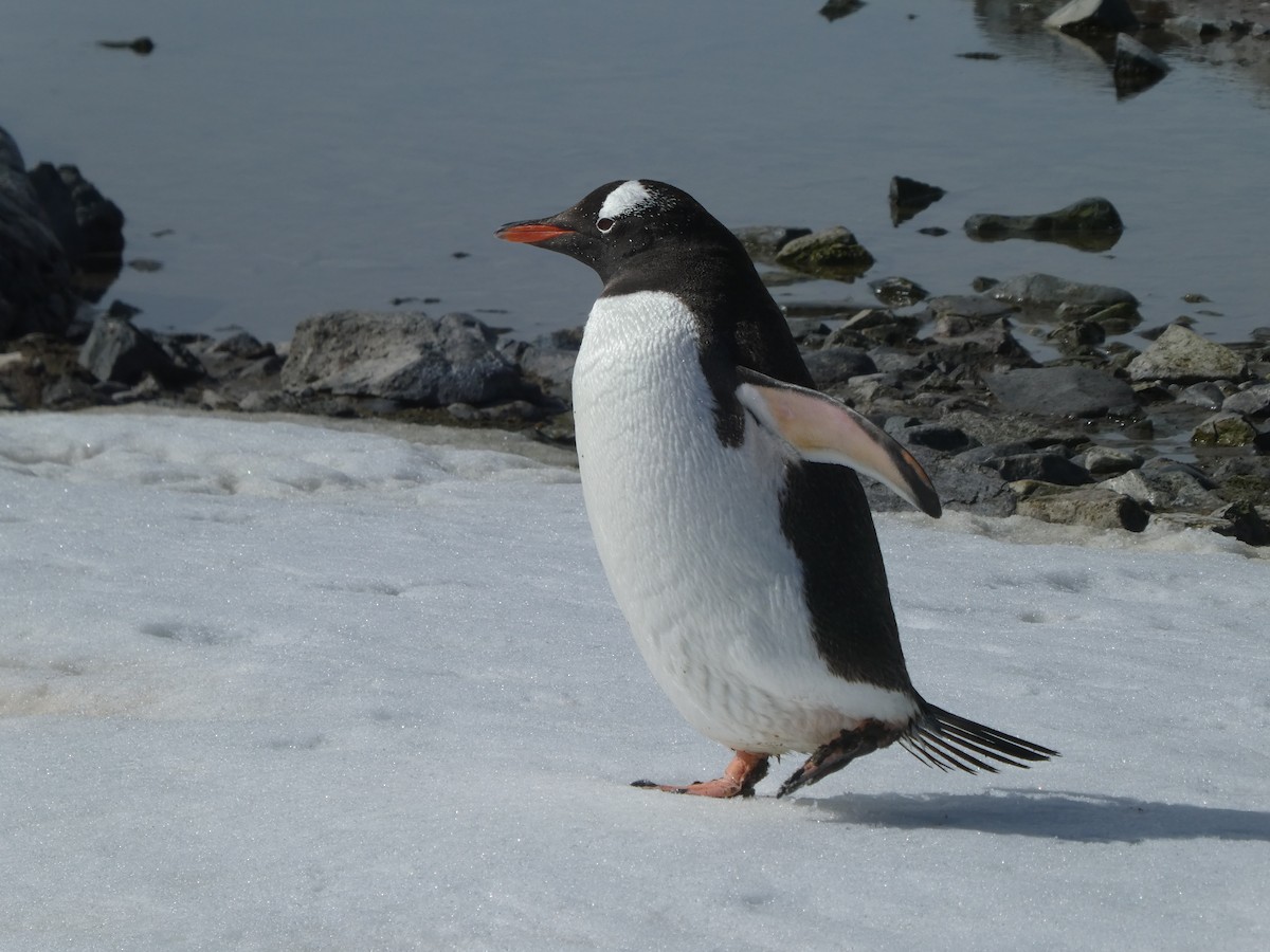 Gentoo Penguin - Heidi Krajewsky