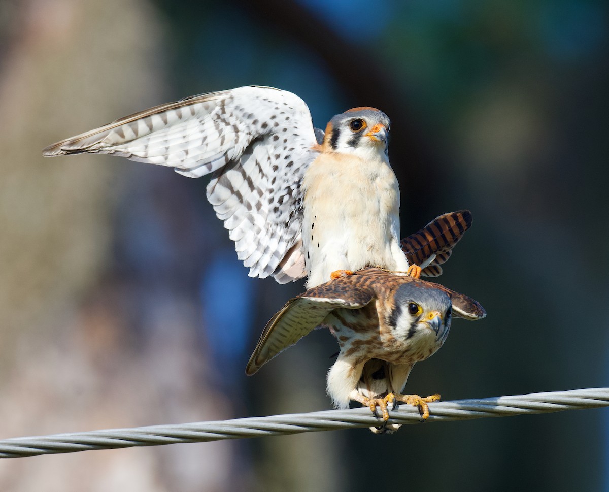 American Kestrel - ML614573048