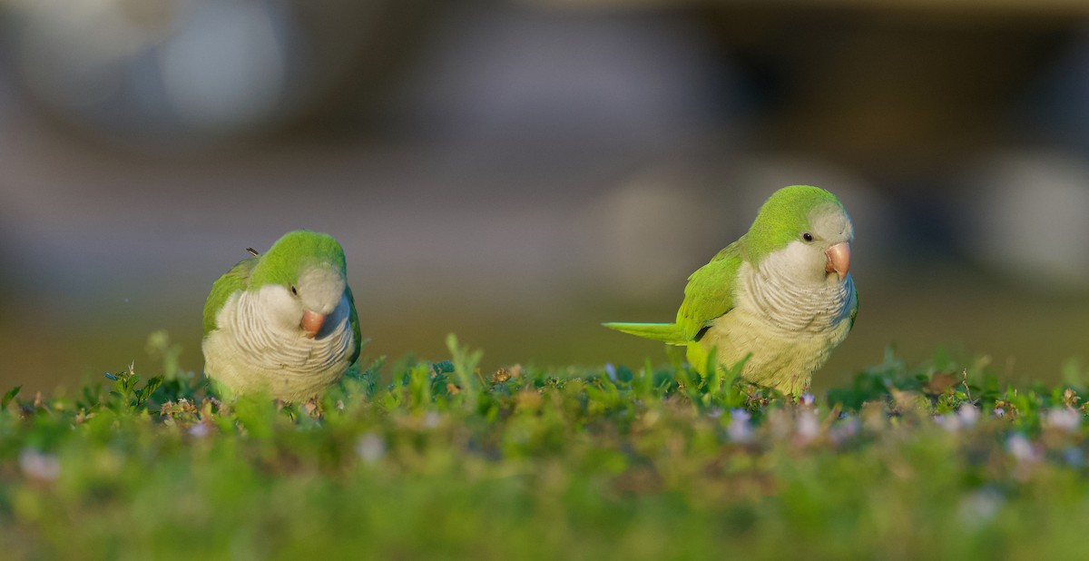 Monk Parakeet - ML614573070