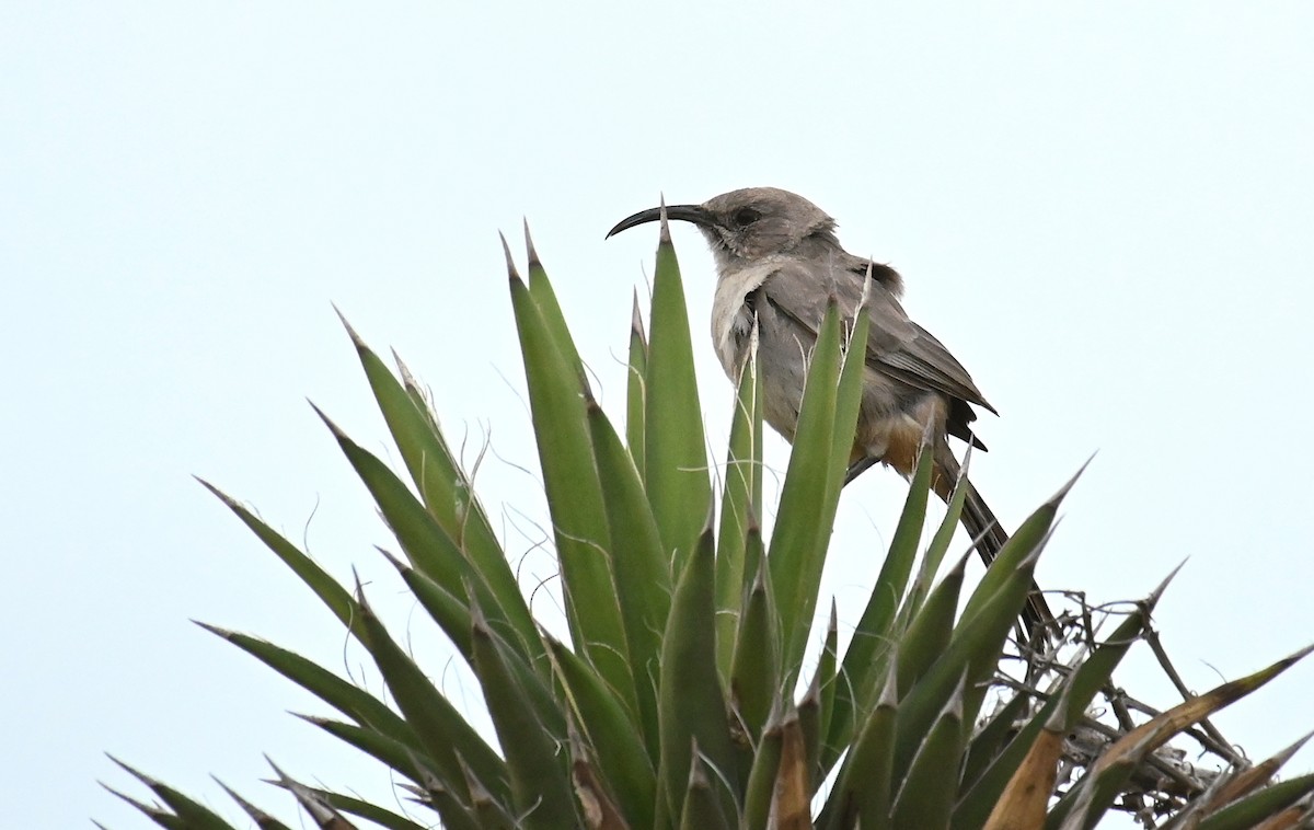 LeConte's Thrasher (Vizcaino) - Ryan O'Donnell