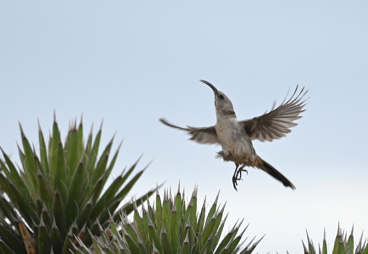 LeConte's Thrasher (Vizcaino) - ML614573107