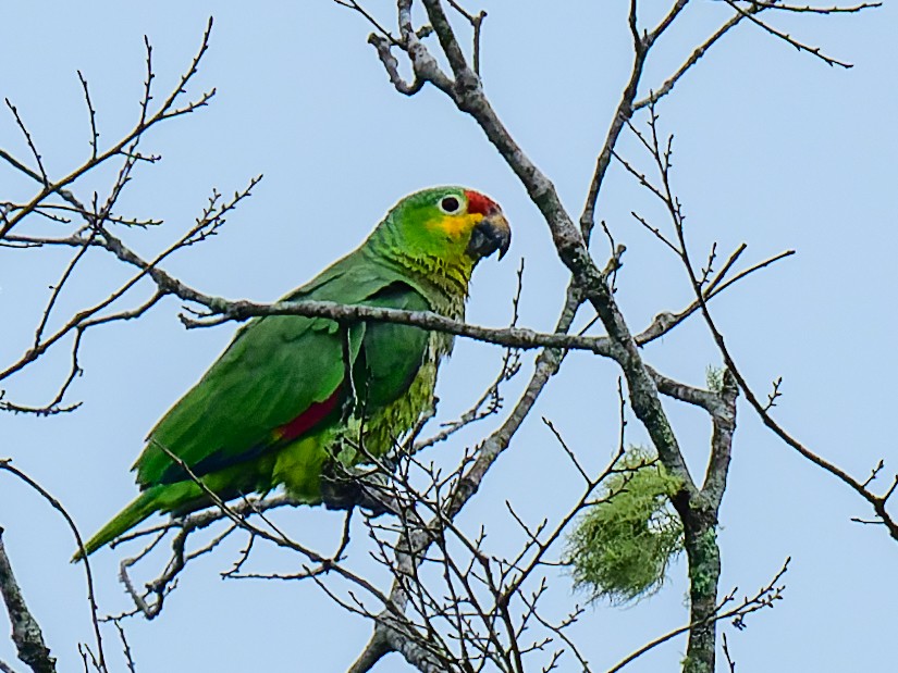 Red-lored Parrot (Red-lored) - Alex Molina