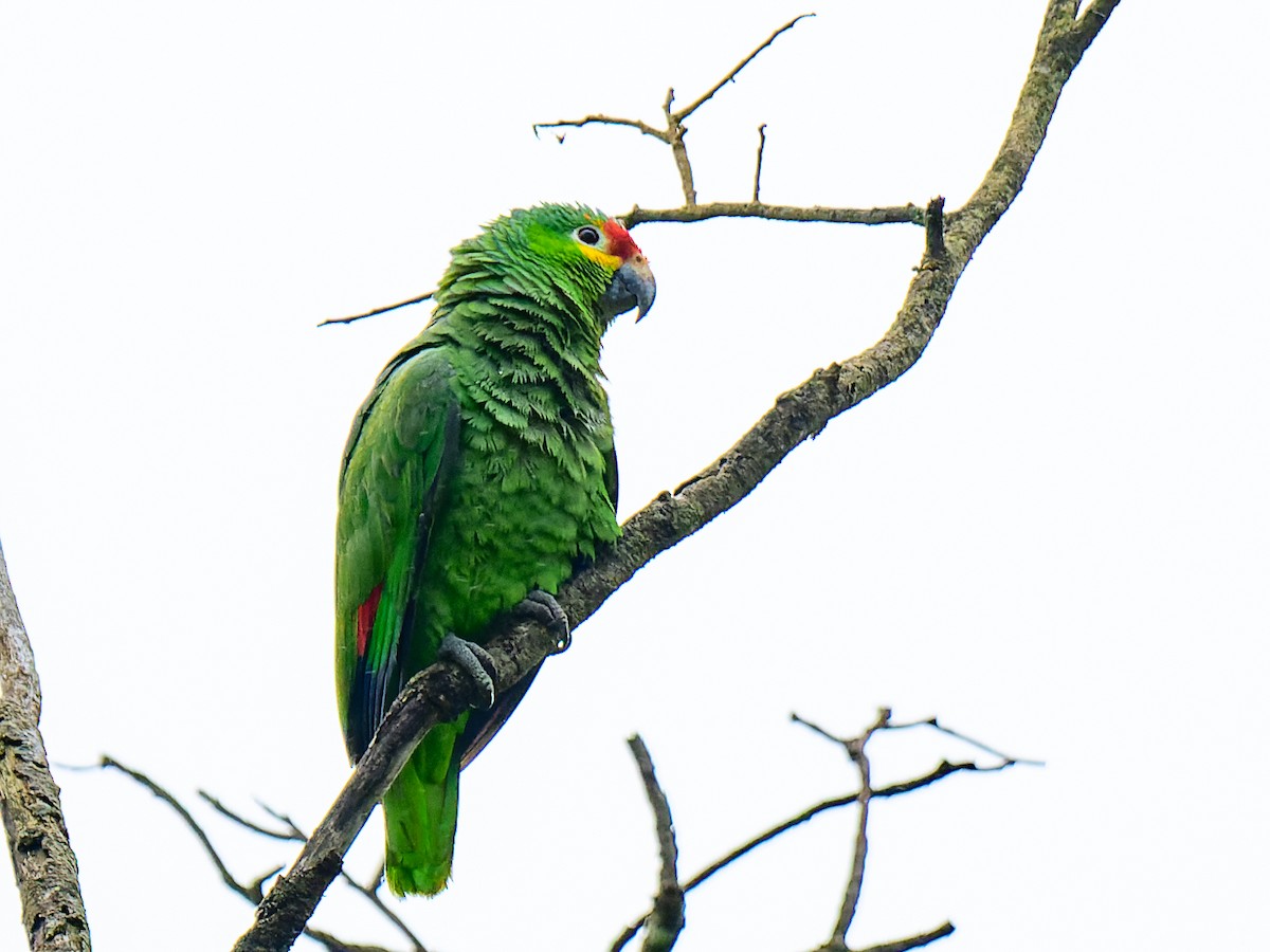 Red-lored Parrot (Red-lored) - Alex Molina
