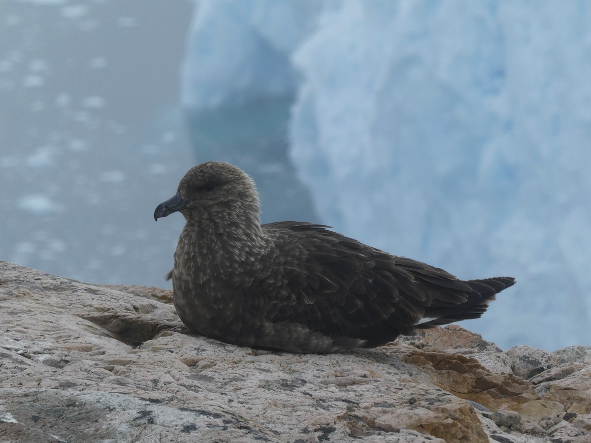 Brown Skua (Subantarctic) - ML614573147