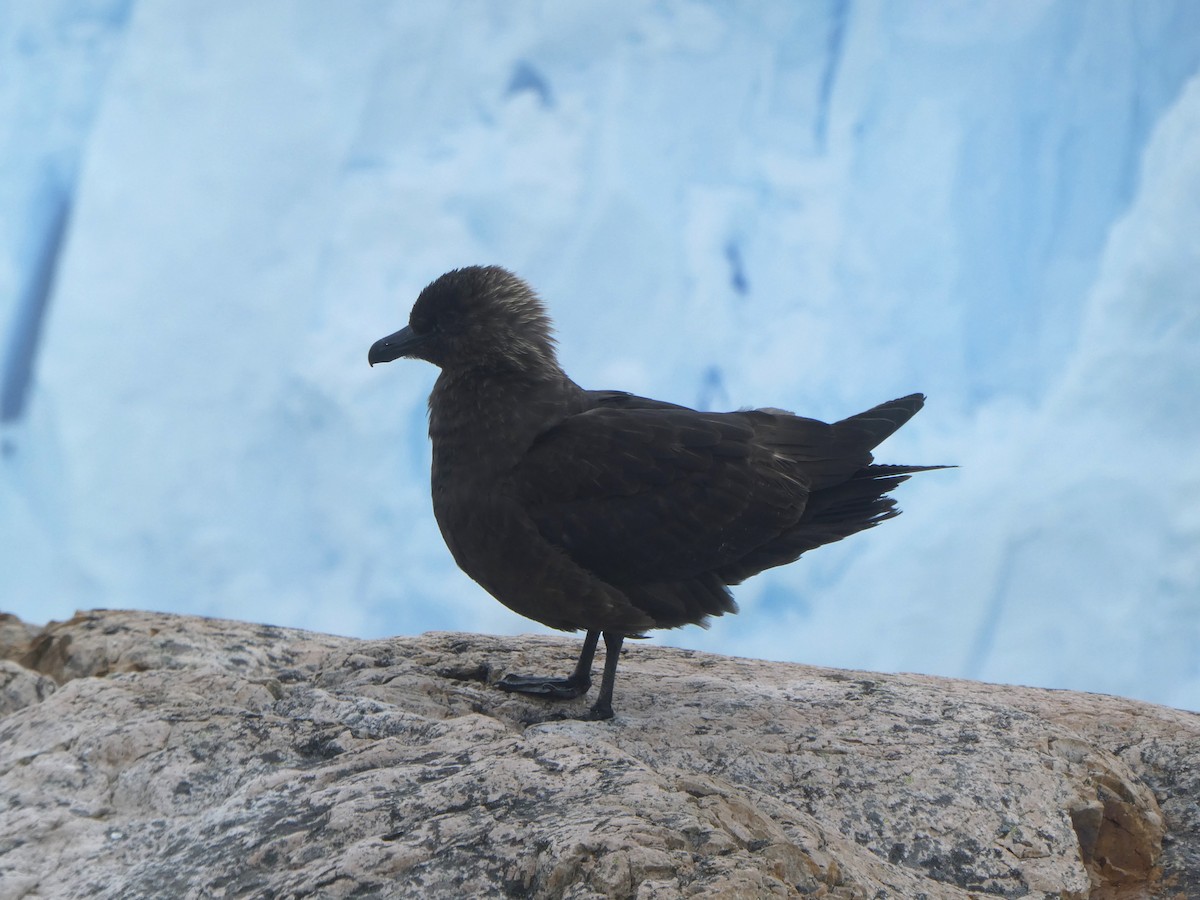 Brown Skua (Subantarctic) - ML614573155