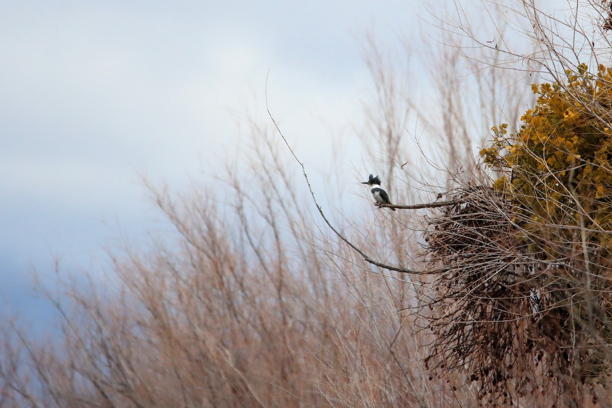 Belted Kingfisher - Diana Spangler