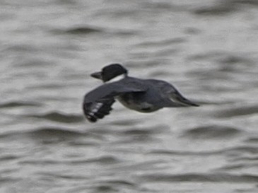 Belted Kingfisher - ML614573307
