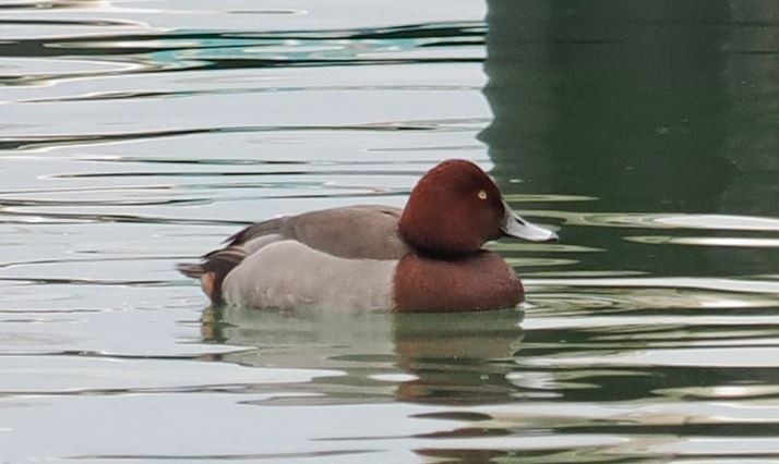 Common Pochard x Ferruginous Duck (hybrid) - ML614573336