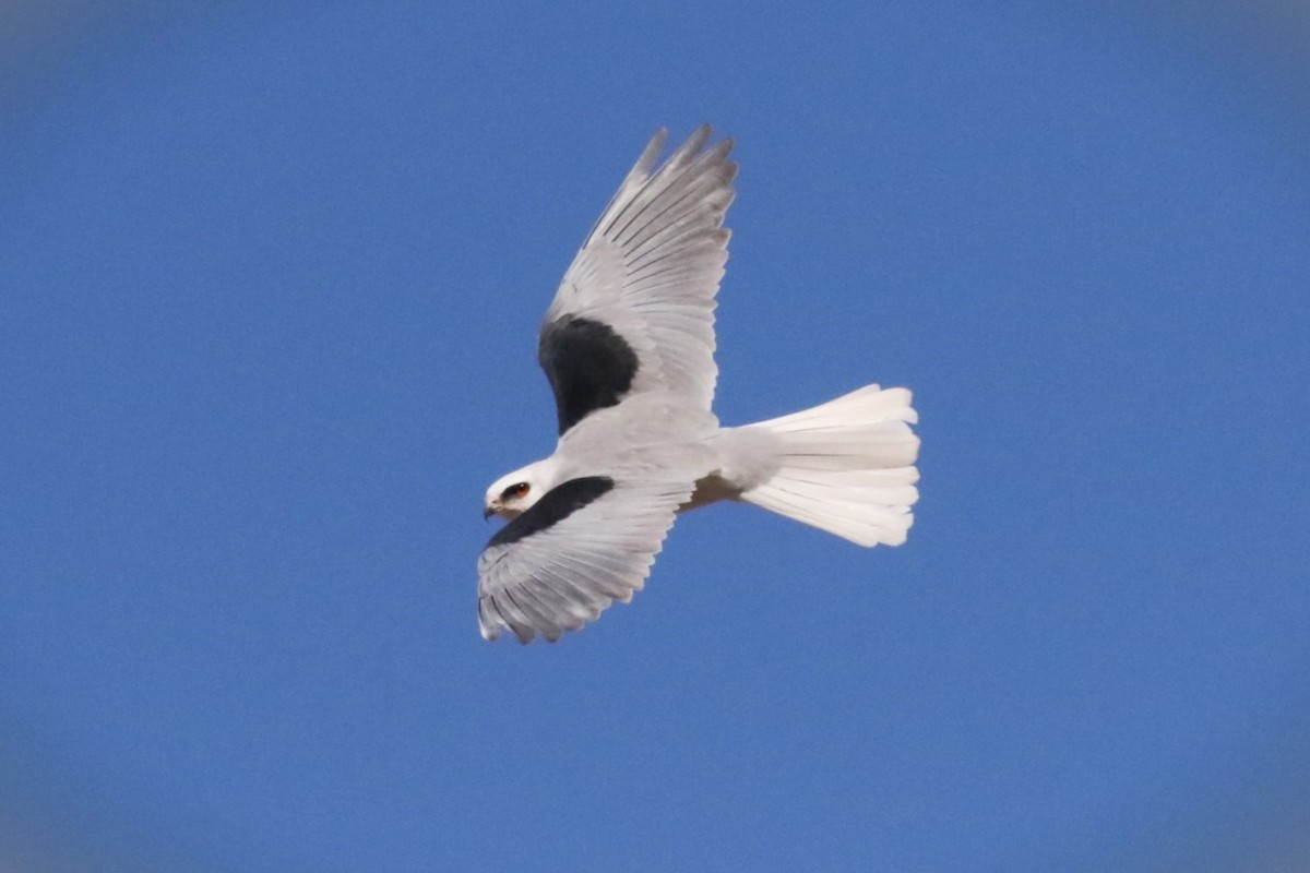 White-tailed Kite - 🦉Max Malmquist🦉