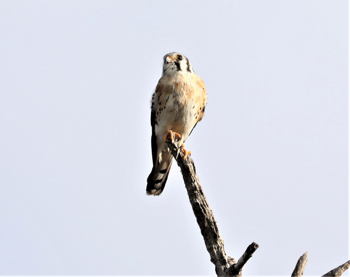 American Kestrel - ML614573520