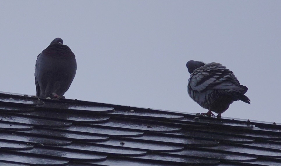 Rock Pigeon (Feral Pigeon) - ML614573564