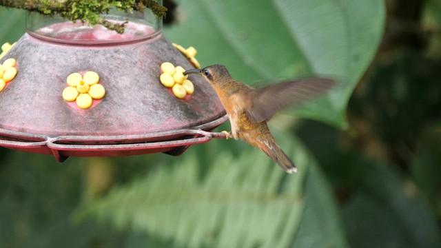 Kupferschattenkolibri - ML614573744