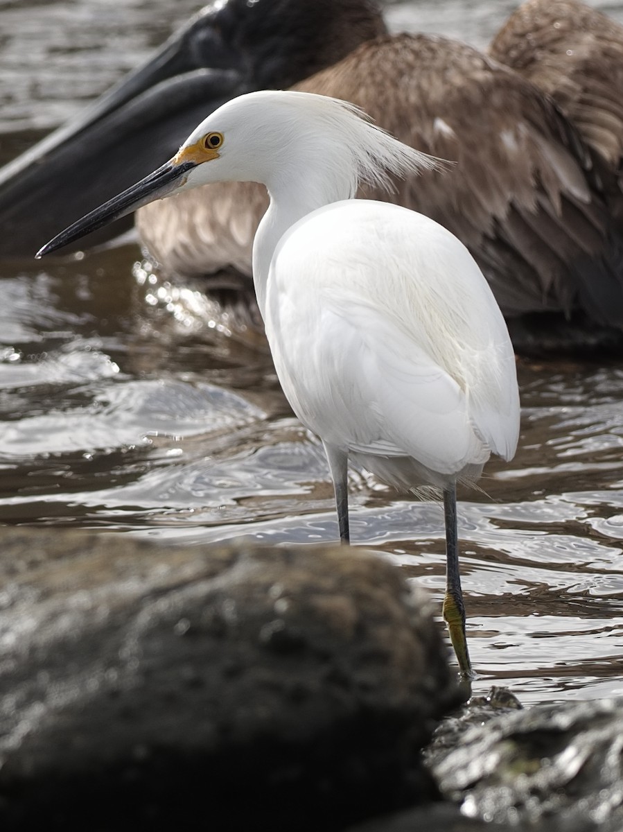 Snowy Egret - ML614573755