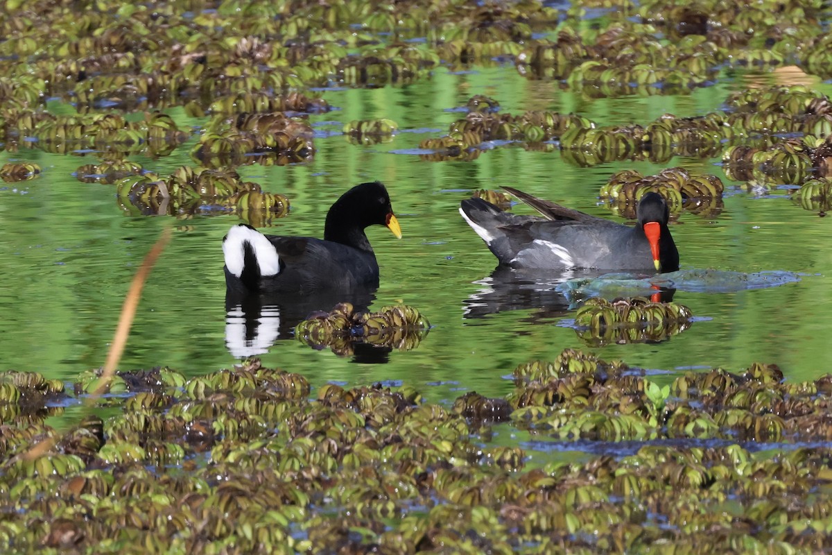 Red-fronted Coot - ML614573777