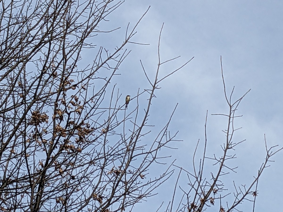 Eastern Phoebe - ML614573791