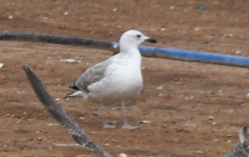 Caspian Gull - ML614573792