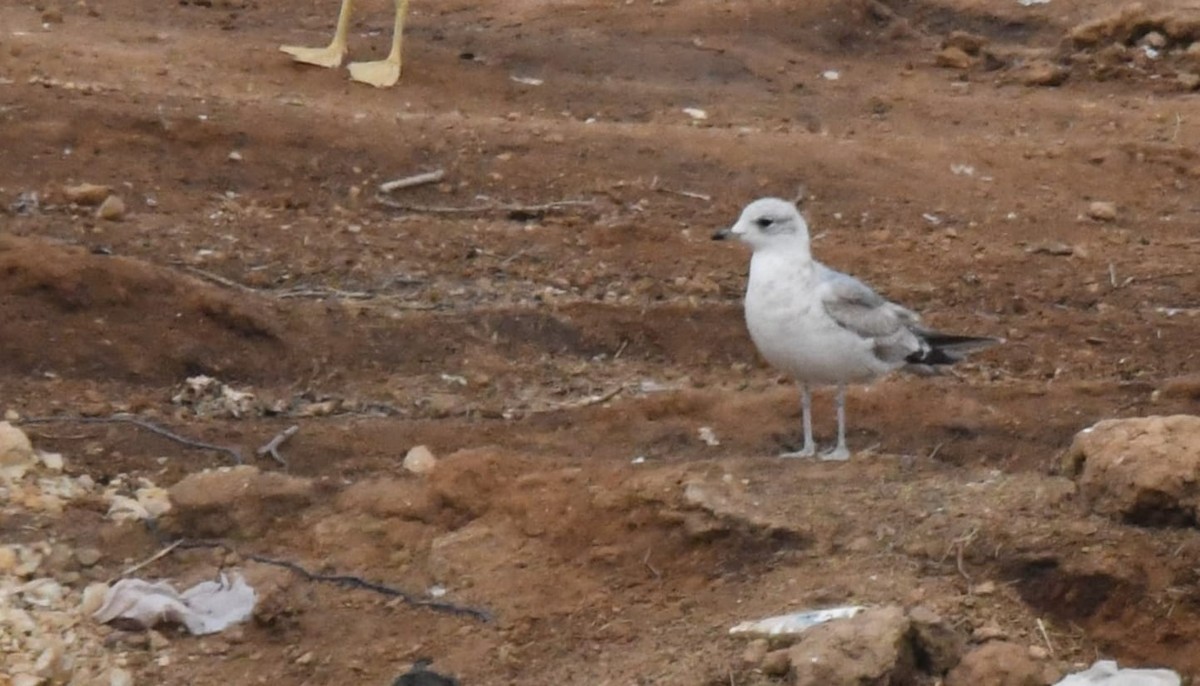 Common Gull - ML614573864